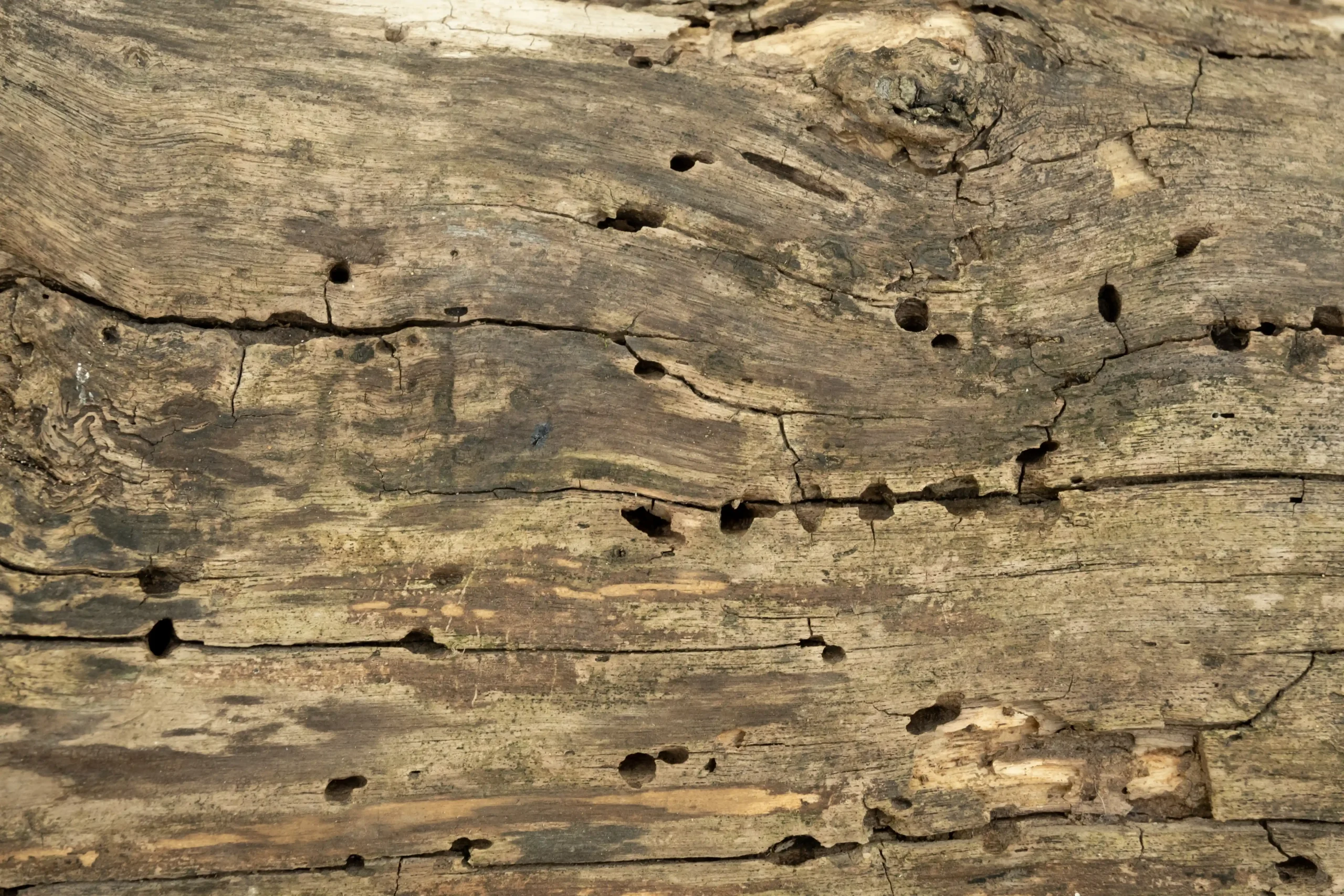 Foto - Houtworm: wat het is, waar het voorkomt en hoe u het voorkomt